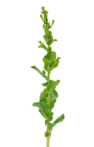 Lactuca serriola, also called prickly lettuce, milk thistle, compass plant, and scarole, is an annual or biennial plant in the tribe Cichorieae within the family Asteraceae.