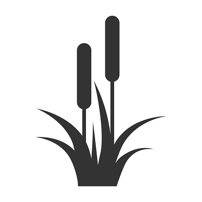 Reed, Cattail, Cane. Flat Vector Icon illustration. Simple black symbol on white background. Reed, Cattail, Cane sign design template for web and mobile