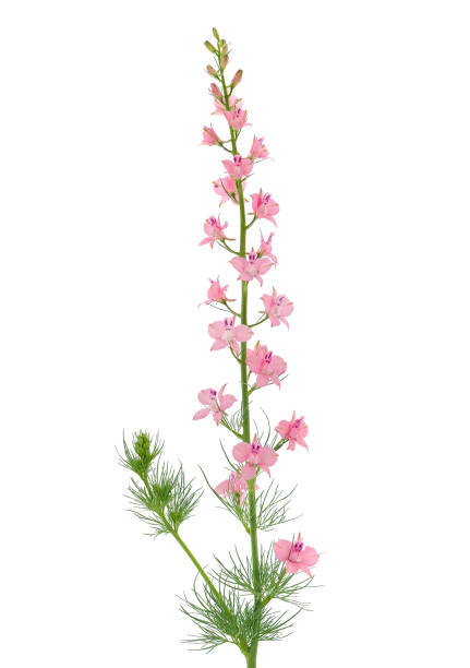 istock Oriental knight’s spur isolated on white background, Consolida orientalis 1499952777