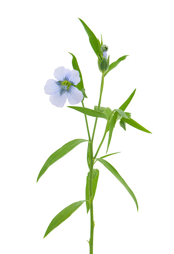 Flax, also known as common flax or linseed, is a flowering plant, Linum usitatissimum, in the family Linaceae.
