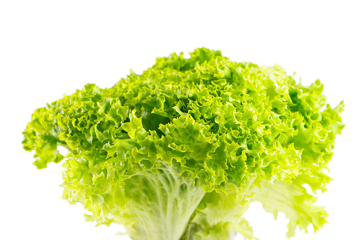 Lettuce organic salad, fresh green hydroponic vegetable isolated on white background. Salad leaves close up. Vegetarian food, healthy lifestyle