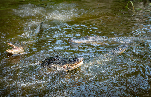 Close up salt crocodile is show head in river