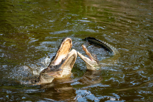 istock Louisiana Alligators feeding in the water 1499957059