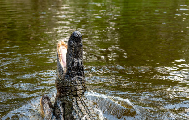 istock Louisiana Alligator feeding in the water 1499957070