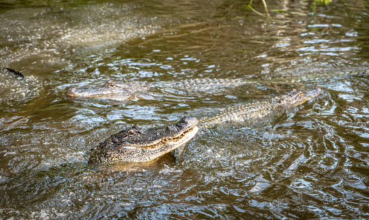 Alligators in the water, in Louisiana