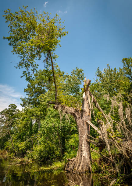 istock Damaged tree in Louisiana swamp 1499957173