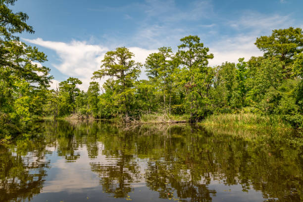 istock Louisiana swamp environment 1499957205
