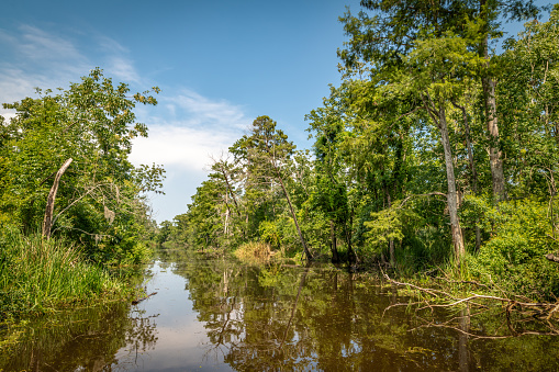 Louisiana swamp environment