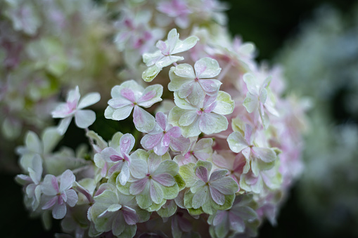Delicate natural floral background in light pink pastel colors. Hydrangea flowers in nature close-up with soft focus.