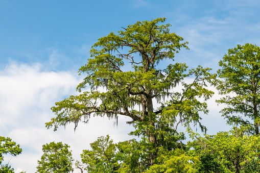 Spanish Moss on a tree in Louisiana swampland