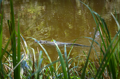 Alligator swimming with reeds in the foreground