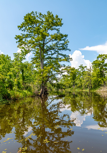 Large tree reflected in Louisiana swamp