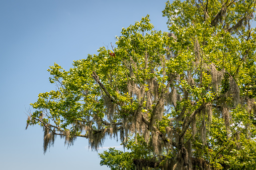 Spanish Moss on a tree in Louisiana swampland