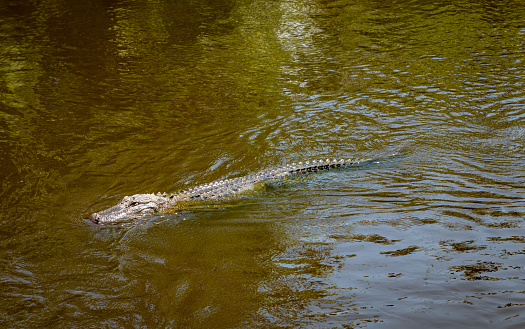 Alligator is in profile while swimming in the water at Jarvis Creek Park. View is a close up of its head.