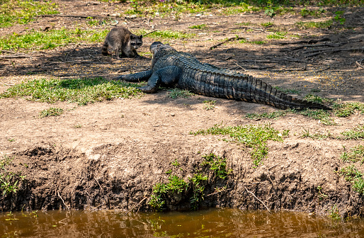 Raccoon and Alligator on River Bank