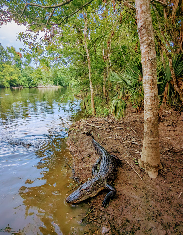 Alligator on river bank in a swamp in Louisiana