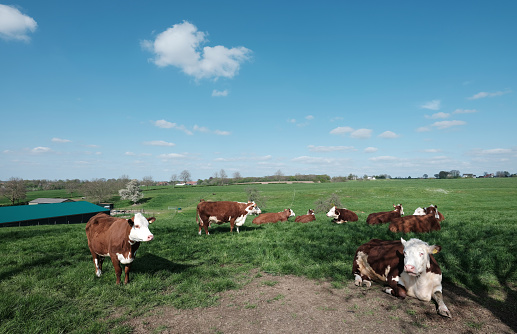 farm and spotted cows and green grass in meadow of south limburg in the netherlands under blue spring sky