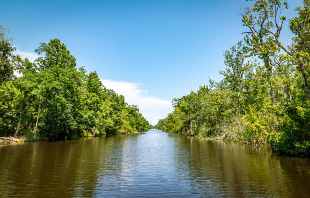 View down a Louisiana swamp
