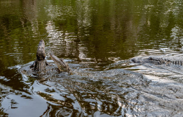 Alligators in the water, in Louisiana