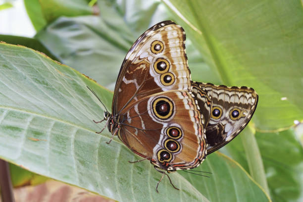 istock Peleides blue morpho butterflies in mating 1499958579