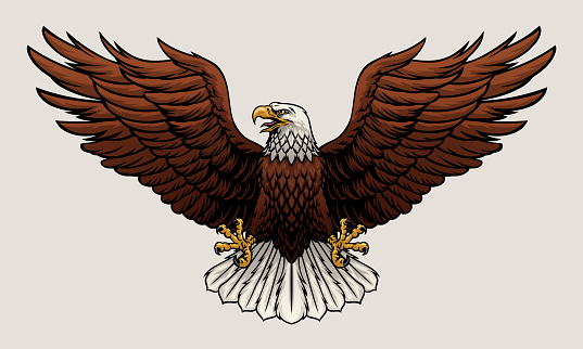 Vector of Bald Eagle Spread the Wing Vector Illustration