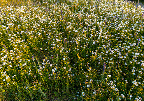 Low angle view of a sunrise in a wild flower field, The Netherlands