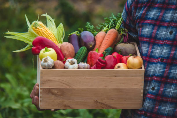istock male farmer holding a box with fresh vegetables. Selective focus. 1499961409