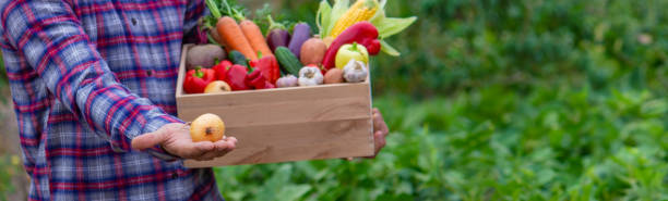 istock male farmer holding a box with fresh vegetables. Selective focus. 1499961422