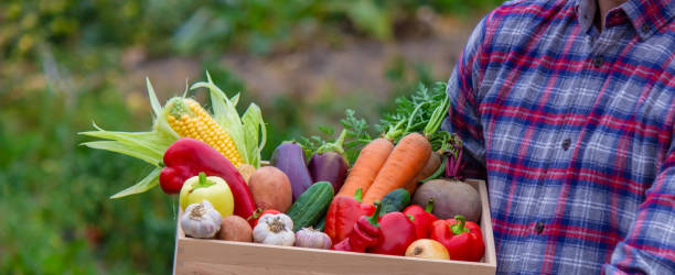 istock male farmer holding a box with fresh vegetables. Selective focus. 1499961423
