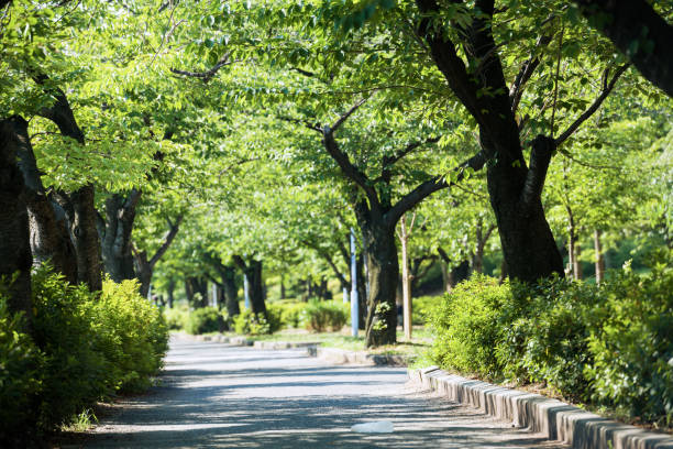 istock Kemasakuranomiya Park 1499961613