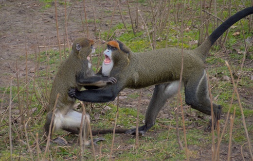 Two Martyshka Brazza primates playing in a lush outdoor setting