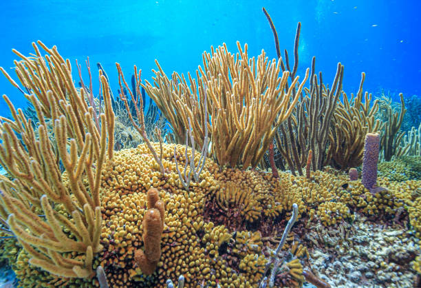 istock Caribbean coral garden 1499963457