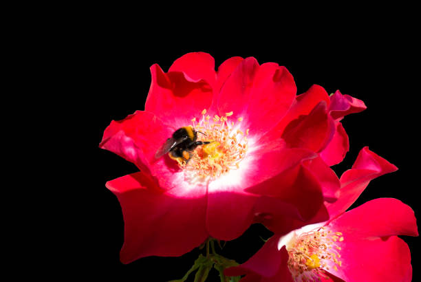 A bee pollinating rose flower with black background