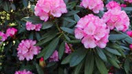 istock Rhododendron bush with bright pink flowers grows in the garden. 1499965975