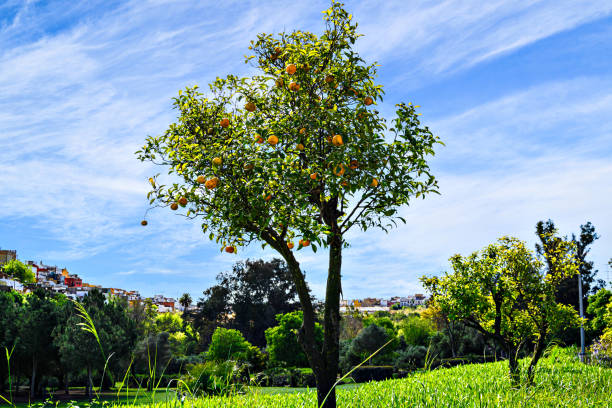 Ripe oranges on the tree in the Retama park, with Alcala de Guadaira in the background, Seville