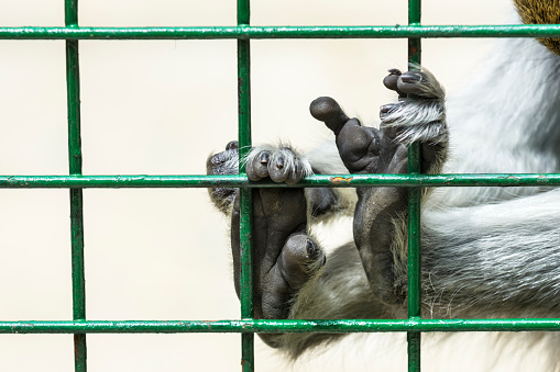 Detail of monkey feet holding onto cage bars