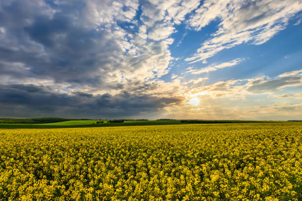 istock The sun breaking through storm clouds in a flowering rapeseed field. 1499968662