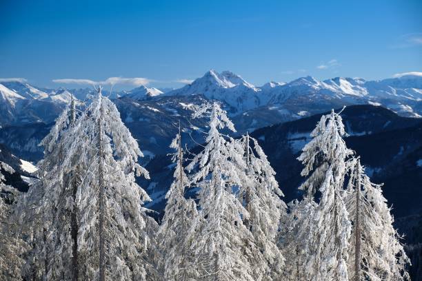 Winter mountain panorama with snowy trees in the foreground and peaks in the back