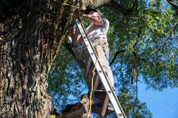 istock Working man on a ladder against a big tree with a broken dead branch 1499969237