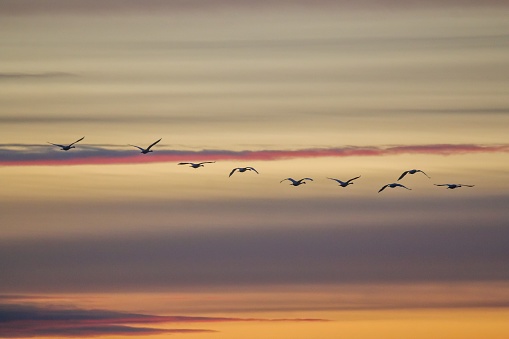 A stunning golden sunset sky is illuminated by billowing clouds as a flock of geese soar gracefully overhead