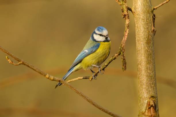 istock Small Eurasian blue tit perched on the tree branch with a blurred background 1499969980