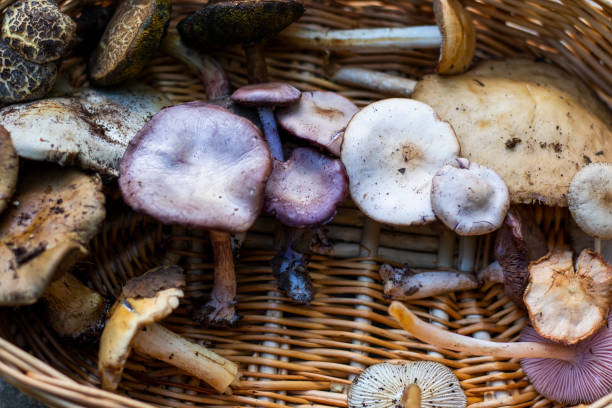 istock Forest mushroom basket 1499970881