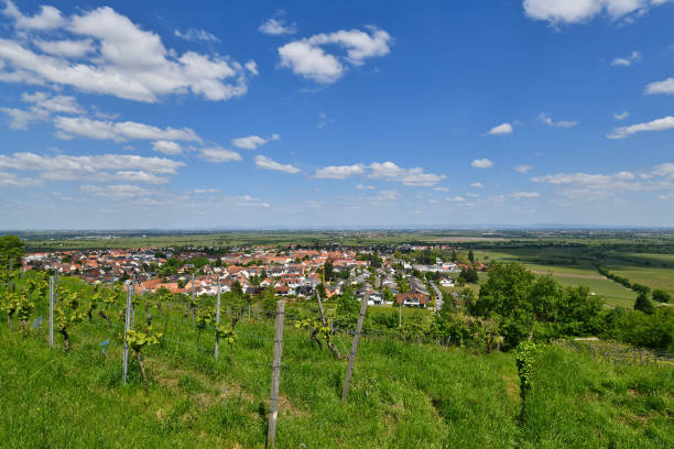 istock Vineyards in Rhineland-Palatinate, Germany 1499974147