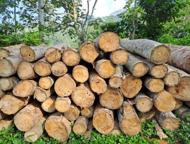 istock Log trunks pile, the logging timber forest wood industry 1499976389