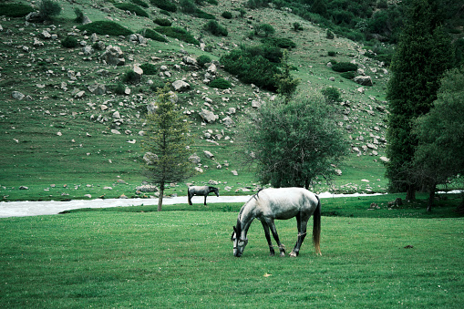 Horses are grazing in mountain gorge