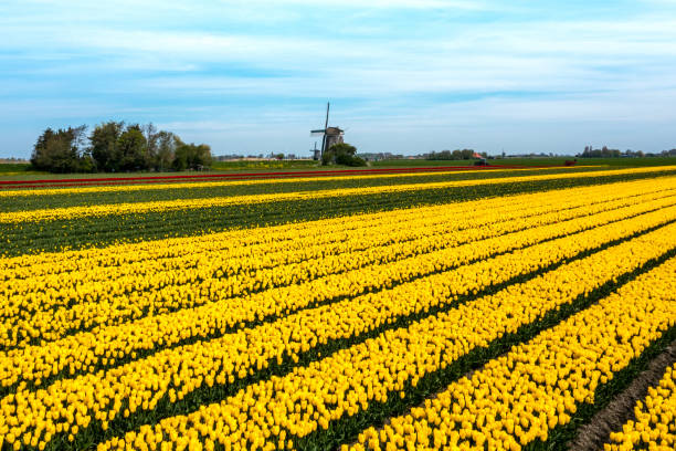 Colourful tulip field in a typical Dutch setting with a windmills on a dyke  in the background.