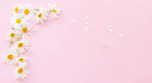 istock white chamomile flowers on pink background in sunlight 1499976752