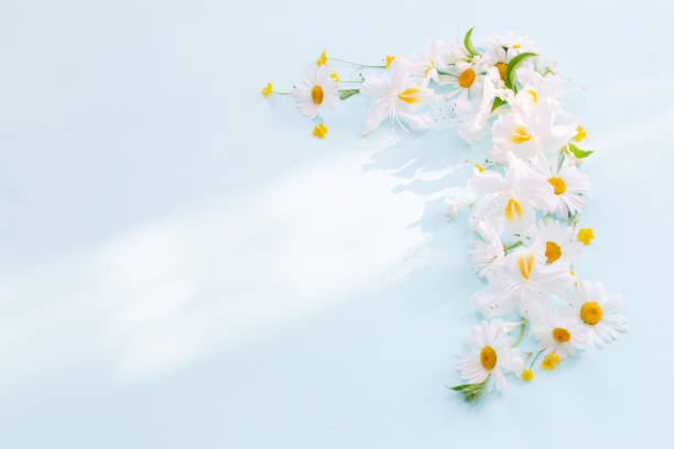 istock white chamomile flowers on blue background in sunlight 1499976759