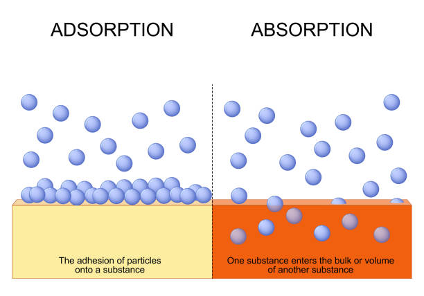 Asorp Absorption And Adsorption Stock Vector Illustration Of