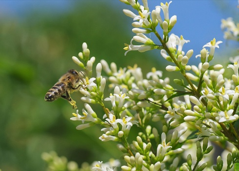 Blooming white Prunus padus and the bee on nature